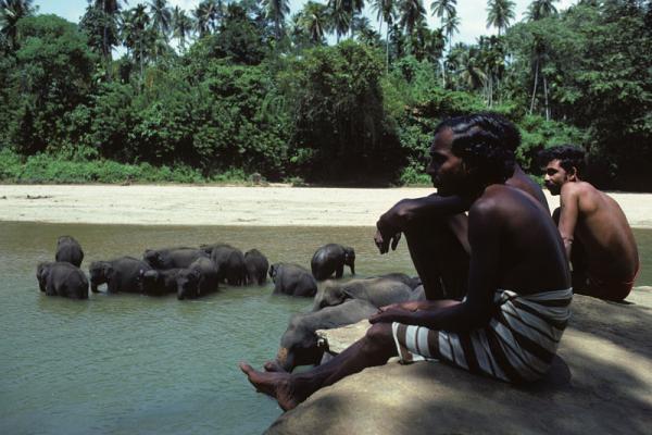 Gardiens d'éléphants. "Sri Lanka".