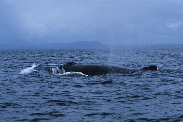 Baleine à bosse. "Madagascar".