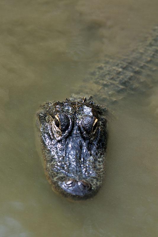 Alligator. "Floride".