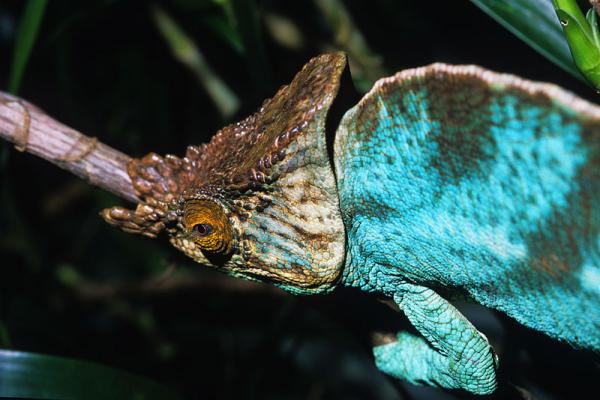 Caméléon. "Madagascar".