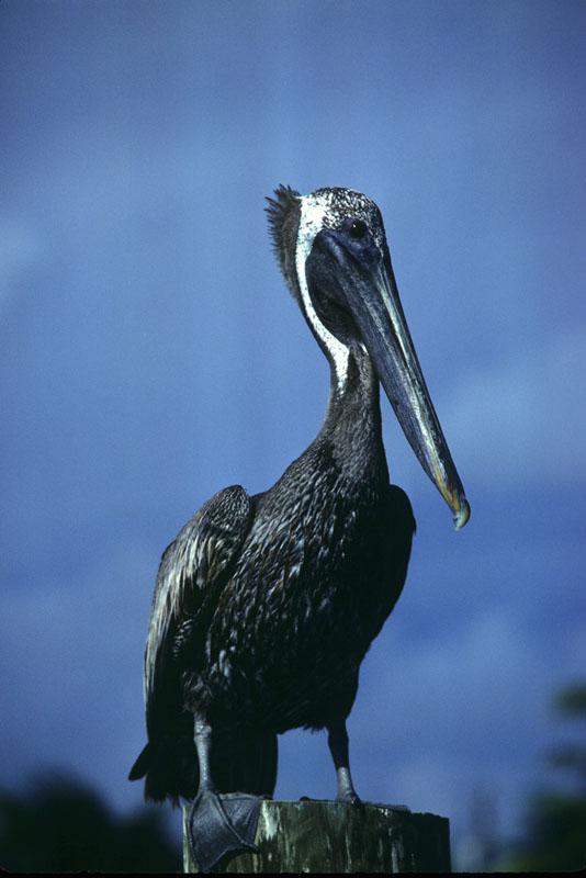 Pelican. "USA".