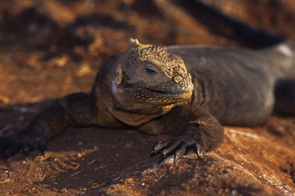 Iguane. "Galapagos".