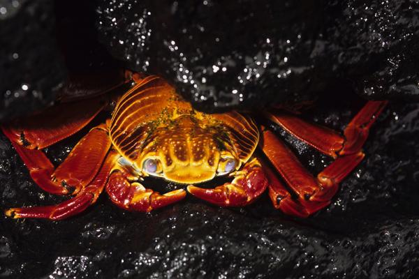 Crabe rouge. "Galapagos".