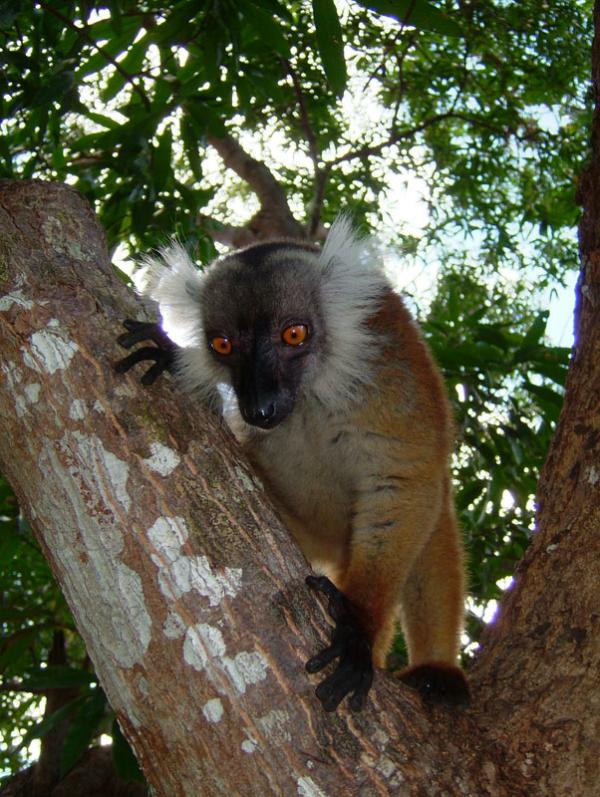 Lémurien "Madagascar".